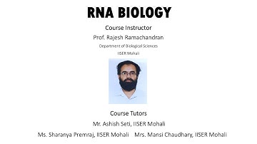 snRNA, rRNA, miRNA, siRNA Processing, Export and Function: Introns and Link to Splicing