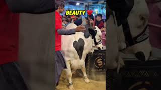MashaAllah Beauty ❤️✨ #mandi #eid #bakraeid #cowmandi #2026