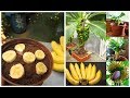 👉 ANTES DE PLANTAR BANANA DA SEMENTE - VEJA ESTE VÍDEO 🍌🍌🍌