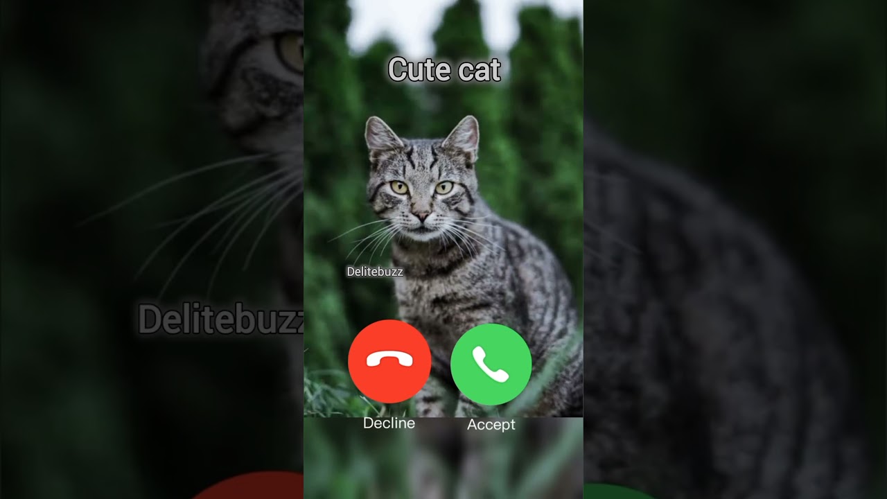 Cute cat calling