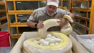 What You Probably Didn't Know About RETICULATED PYTHONS