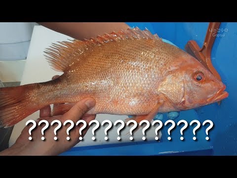 How to fillet a <strong>fish</strong> [blood snapper/<strong>crimson</strong> snapper]?