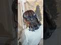 Merry Christmas #hairstyle #hair #ヘアアレンジ #hairtutorial #ヘアアレンジ動画 #ヘアスタイル