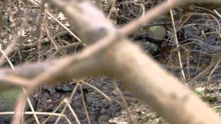 Wastewater Treatment In A Natural Way In The Back Of Your Garden ...