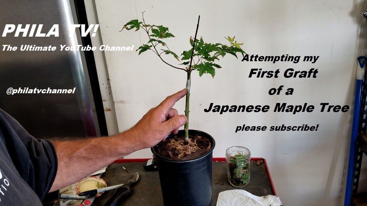 ACER PALMATUM JAPANESE MAPLE TREE GRAFTING TO ROOT STOCK YouTube