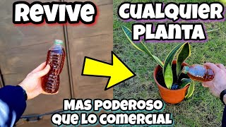 RESUCITA cualquier PLANTA con este ABONO CASERO ! Cura Plantas SECAS o Enfermas | Huerta urbana