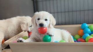 8-week-old golden retriever puppies (The Sweets Litter) + how I detox puppies after vaccines