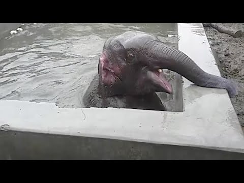 Elephant Calf Rescued From Well - Elephant Calf Rescued From Well