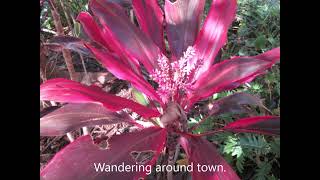 The Erl King sung TW
The ARTSOBE Nature Series.
#music #oldmusic #publicdomainmusic #nature
TW = Nature observed when wandering around the home town.
Alan R. Thompsons Songs of Bygone Eras.
Sung with Lyrics: https://youtu.be/2_QV2dzCmLU
Instrumental with Lyrics: https://youtu.be/ZD6nWq9WZfU
ARTSOBE SoundCloud Link: https://soundcloud.com/user-76291714
ARTSOBE Webpage URL Link: https://www.songsofbygoneeras.com/
Spotify Link: https://open.spotify.com/artist/0EwQUv3d49AUkZNhwhRE0u The Erl King sung TW