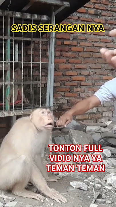 HAMPIR AJAH KHILANGAN KULIT LENGAN #beruk #monkey #hewanbesar #berukkusahabatku #monyet #animals