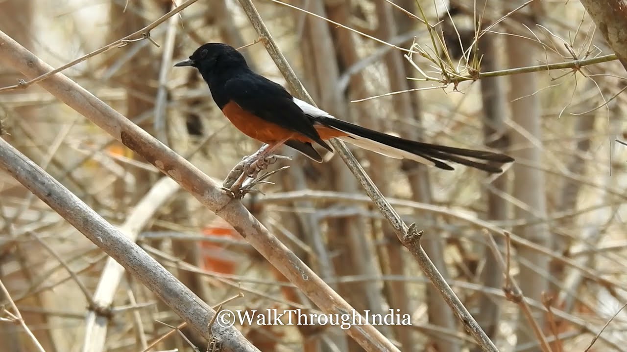Male White-rumped shama - Copsychus malabaricus || Song Bird