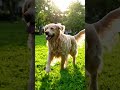 lovely d o g ,,🐕