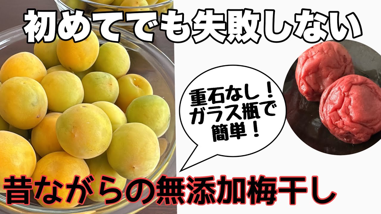 富山県産　健康稲積青梅　15kg＋秘伝レシピ Ultimate Guide] How to Make Umeboshi for Beginners (With