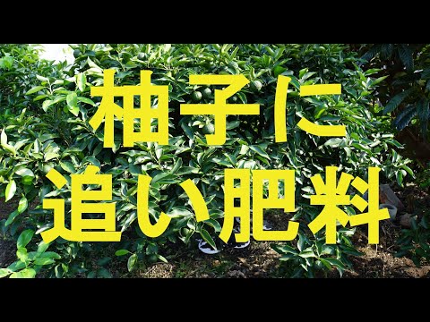 園芸 庭の柚子に追い肥料をしてみた Youtube