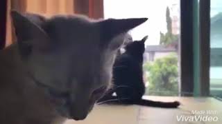 Story wa ekspresi kucing lucu sedih