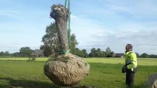Knotwilgen