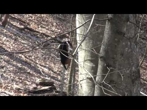 Treeing Walker Coonhound scales a 6 ft. chain-link...