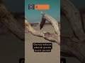 Gurun Sahara Terletak Dimana Marikitacaritau Pengetahuandunia Sahara Ytshorts Ytshort Gurun Sahara Terletak Dimana Marikitacaritau Pengetahuandunia Sahara Ytshorts Ytshort