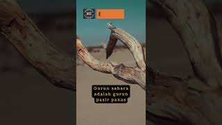 Gurun Sahara terletak dimana ?  #marikitacaritau #pengetahuandunia #sahara #ytshorts #ytshort