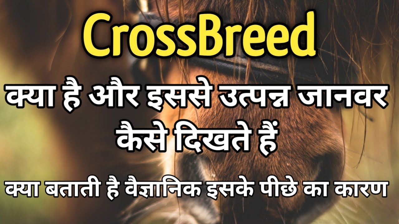 Animal Crossbreeding, Definition, Purpose & Examples - Video & Lesson  Transcript