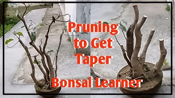 Pruning to Create Taper and Branches in Clump Style Ficus Virens Bonsai, Pilkhan Bonsai