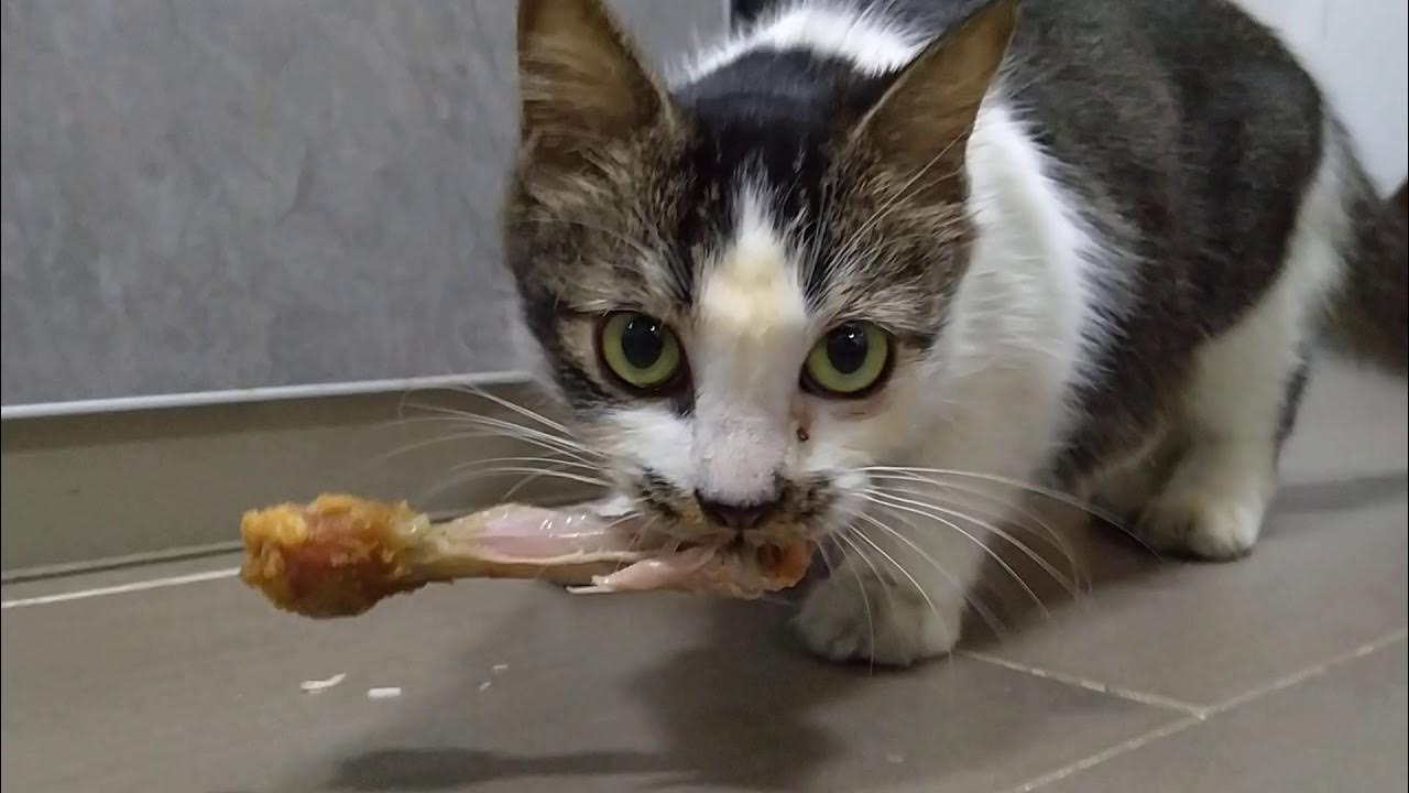 Cute Cats Eat KFC YouTube