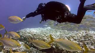 short video clip under the sea