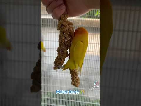 African Lovebirds (Agapornis): We've caught a really hungry bird with some millet! Right Yellow? 🦜🌱🌱