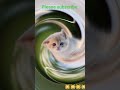 cute cat😻😻😻
