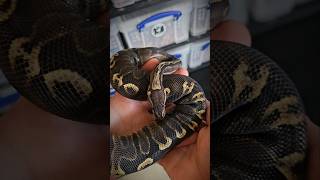 Super GHI Het Clown 🔥🔥 #ballpython #royalpython #clownballpython #ballpythonbreeder #babyballpython