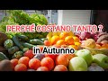 Perché Frutta e Verdura costano tanto in autunno? Poca produzione ortofrutticola colpa del caldo
