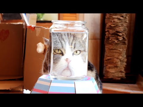 顔が大きくなっちゃうねこ。-Maru&Hana's huge face.-