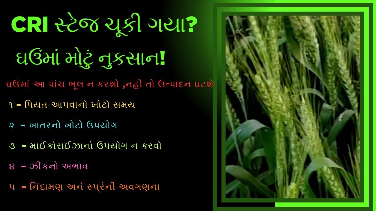 ઘઉંની ખેતીમાં થતી પાંચ મોટી ભૂલો | CRI સ્ટેજ, પિયત, ખાતર, ઝીંક અને નિંદામણ | બમ્પર ઉત્પાદન માટે ખાસ