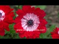 Anemone flowers in shockingly beautiful red  white wildfilmsindia jabbarkhet botanical collection