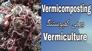 Vermicomposting for Biginners || Vermicompost Business || Vermicompost in Pakistan || ورمی کمپوسٹنگ