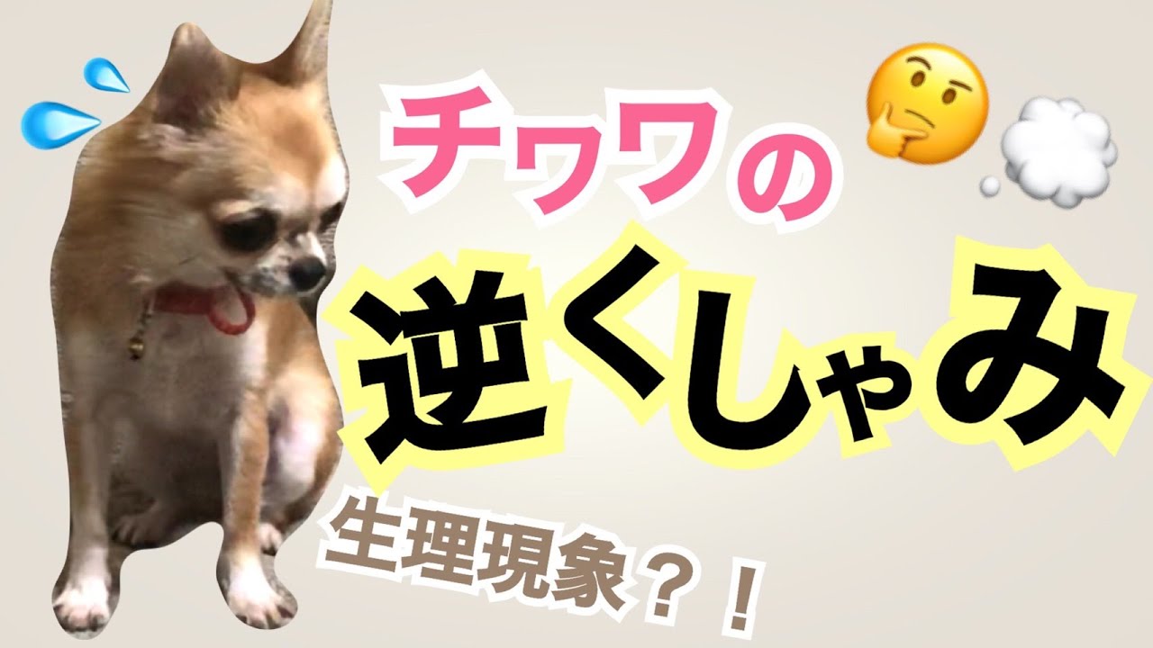 【子犬】チワワ『逆くしゃみ』って何？！ YouTube