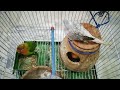 Love bird's ne daimand dove birds ke ghar per  Qabza kr lya🙄#shortvideo #vairal #trending #youtube