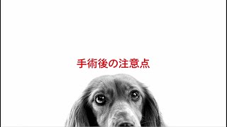 【ロイヤルカナン公式】避妊・去勢のメリットと手術後の注意点