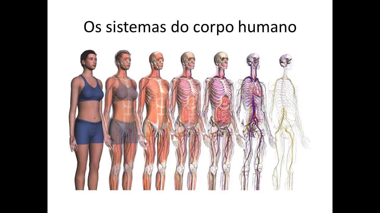 Os Dois Sistemas Humanos Que Atuam Conjuntamente