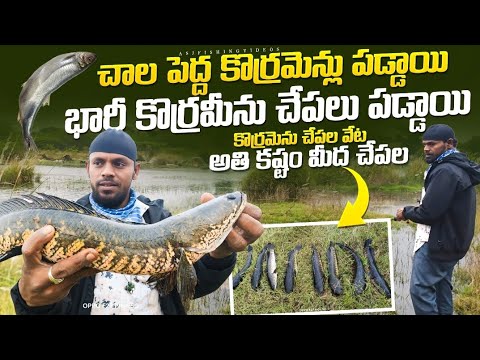 #Fishing videos#bass fishing|భారీ size కొర్రమీను చేపలు పడాయి #కొర్రమెను చేపల వేట అతి కష్టం మీద చేపల