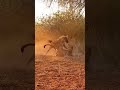 Brute Tempest #wildlife #animals
