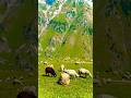 Welcome to Kashmir #shorts video view 😱😱
