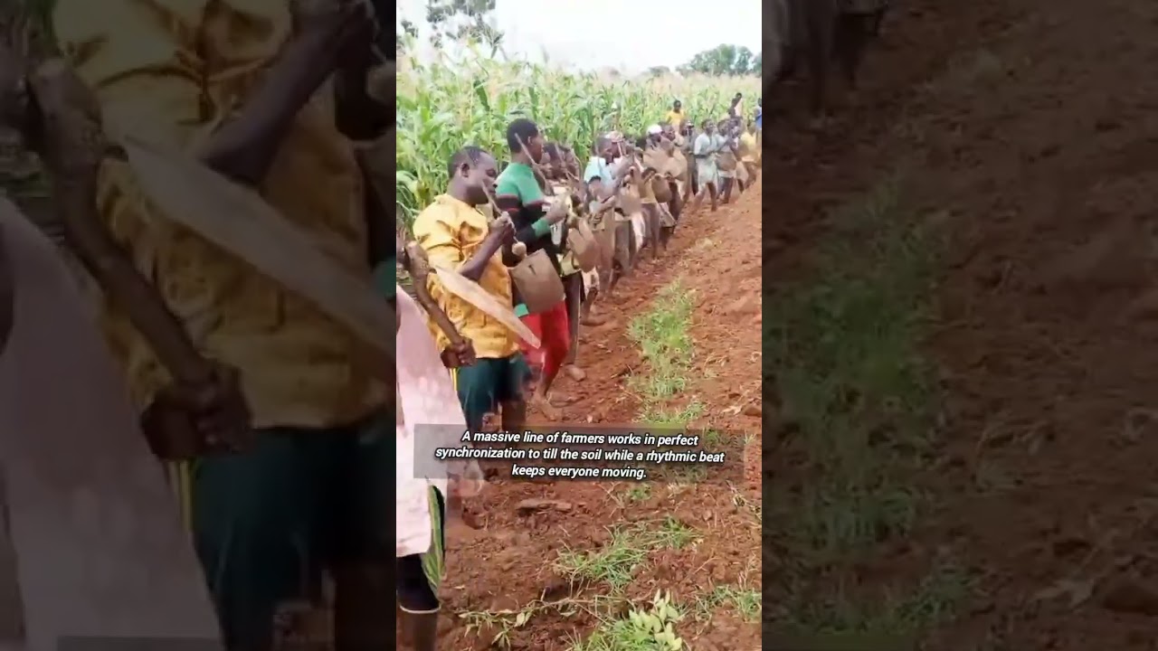 Rhythmic Community Farming Shows Incredible Teamwork In The Field