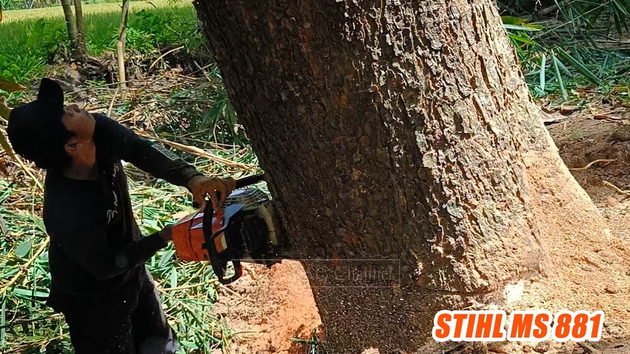 Disturbing the rice plants,cut down the trembesi tree on the edge of ...