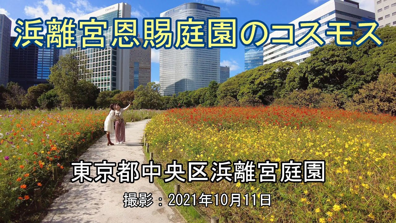 浜離宮恩賜庭園のコスモス 4k Cosmos In Hamarikyu Garden Youtube