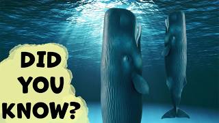 SPERM WHALES Species Guide