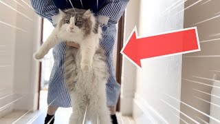 [Cat with separation anxiety] Can no longer leave mommy💦 by Talking weegieTV Richard 333 views 6 months ago 5 minutes, 49 seconds