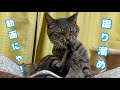 【おひさしぶりです】撮り溜めていた動画をお届けしますm(* _ _)m