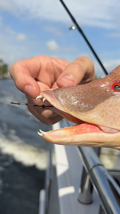 I Found Bacon in This Fish…