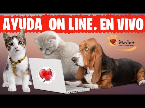 Video: Darle esto a tu Bull Terrier diariamente podría ayudar a aliviar las alergias dolorosas de la piel